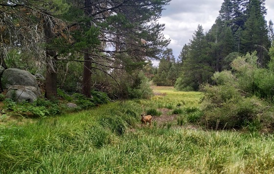 San Bernardino National Forest