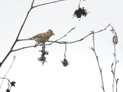 Pine Siskin feeding in the catkins