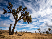 Joshua Tree National Park