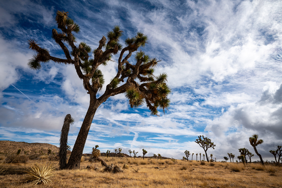 Joshua Tree National Park