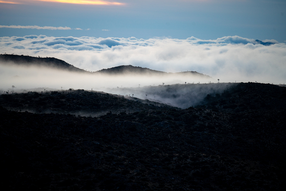Joshua Tree National Park