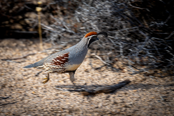 Joshua Tree National Park