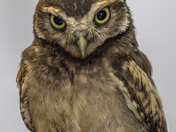 Burrowing owl baby