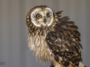 Short earred owl