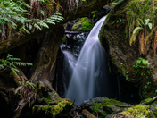 Olympic National Forest 
