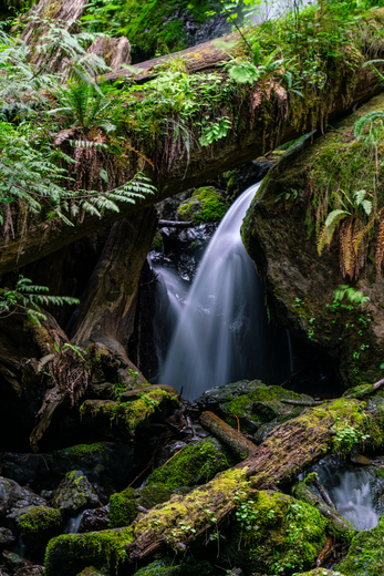 Olympic National Forest 