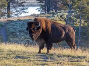 Yellowstone National Park