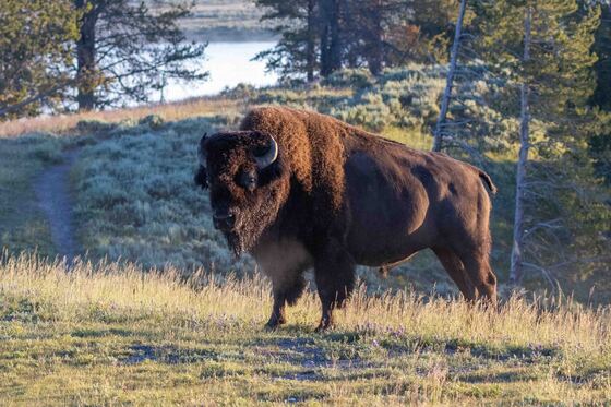 Yellowstone National Park