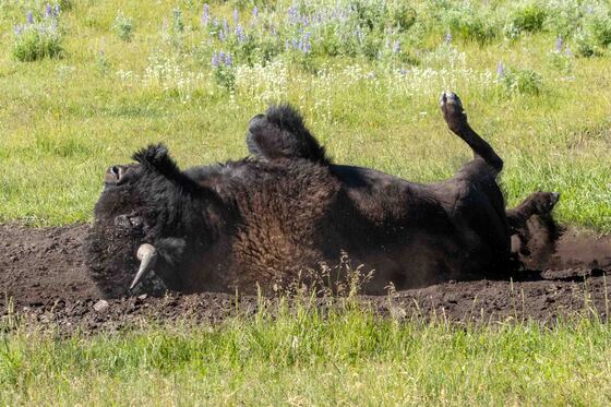Yellowstone National Park