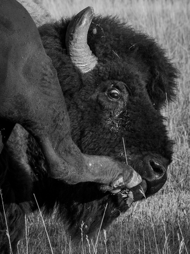 Theodore Roosevelt National Park
