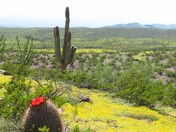 BLM, Safford Field Office