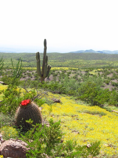 BLM, Safford Field Office