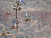 BLM, Safford Field Office