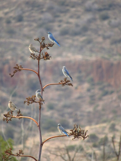 BLM, Safford Field Office