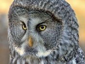 Bird of Prey