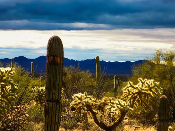 Saguaro National Park West