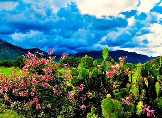 Coronado National Forest, AZ