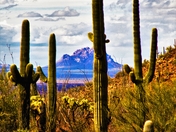 Saguaro National Park West