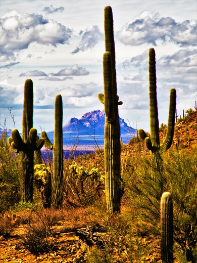 Saguaro National Park West