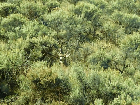 Malheur National Wildlife Refuge
