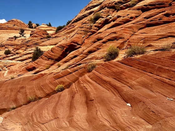 Wire Pass Trail