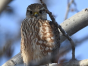 Merlin