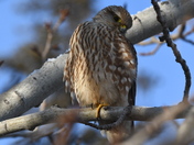 Watching for prey