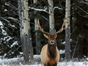 Handsome Bull Elk