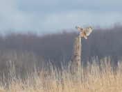 Short-eared Owl 