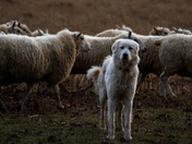 The Guardian