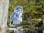 Bird of Prey