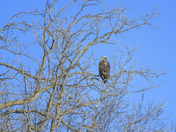Young Bald Eagle