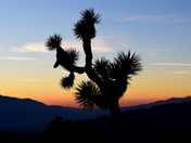Joshua Tree National Park