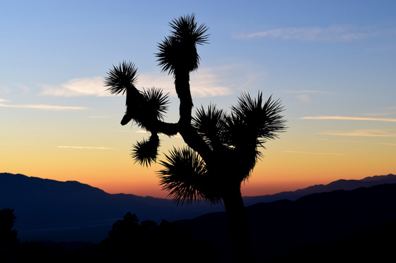 Joshua Tree National Park
