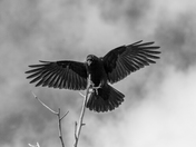 The Crow 