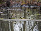 Mrs. Wood Duck