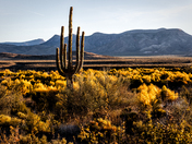Tonto National Forest