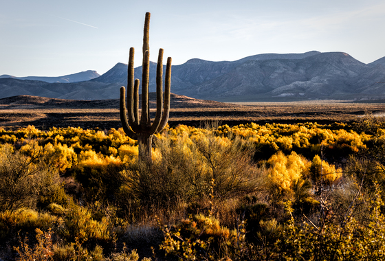 Tonto National Forest