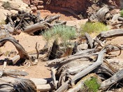 Canyonland National Park 