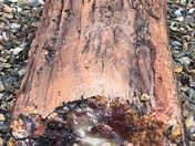 Petrified Forest National Park