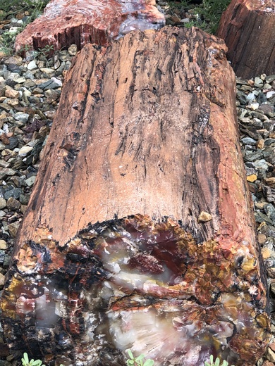 Petrified Forest National Park