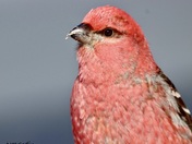 Grosbeaks