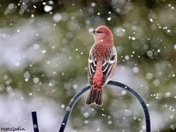 Grosbeaks