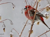 Grosbeaks