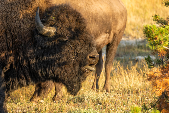 Yellowstone National Park