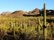 Saguaro National Park-East