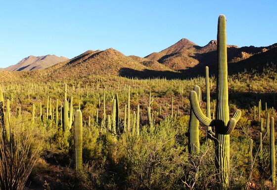 Saguaro National Park-East
