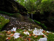 Obed Wild and Scenic River 