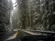 Redwood National Forest