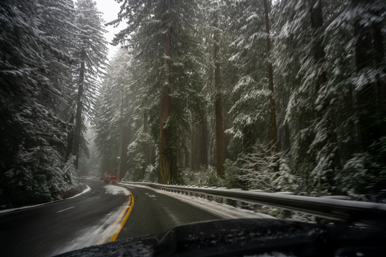 Redwood National Forest